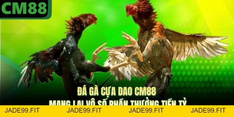 Đá Gà Cựa Dao CM88 Mang Lại Vô Số Phần Thưởng Tiền Tỷ - jade99