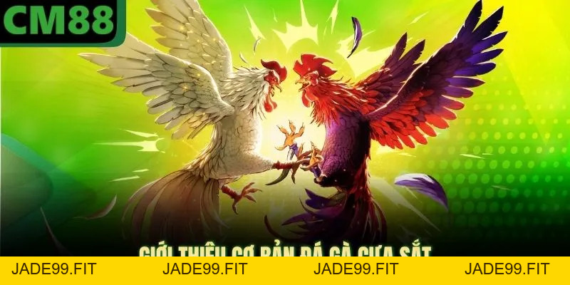 Đá Gà Cựa Sắt CM88 Mang Lại Phần Thưởng Tiền Mặt Cực Lớn - jade99