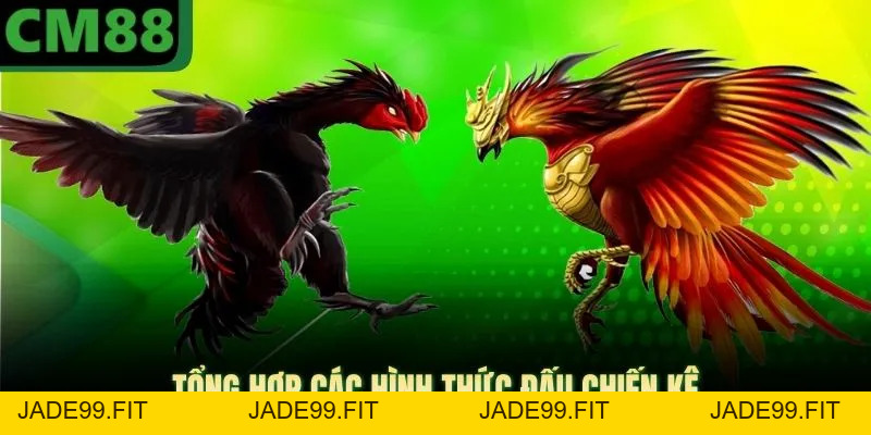 Đá Gà Ở CM88 | Sảnh Thi Đấu Phong Phú, Dịch Vụ Chuyên Nghiệp - jade99