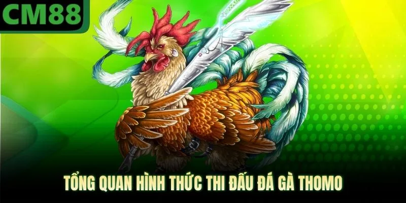 Đá Gà Thomo CM88 Mang Lại Khoảnh Khắc Giải Trí Đỉnh Cao - jade99