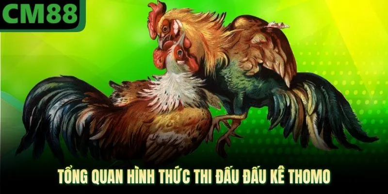 Đá Gà Thomo CM88 Mang Lại Khoảnh Khắc Giải Trí Đỉnh Cao - jade99
